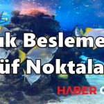 Akvaryumda Balık Beslemenin Püf Noktaları Nelerdir?