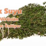 Kekik Suyu Korona Virüsün Yayılmasını Önlüyor