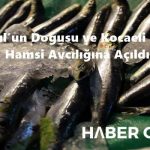 İstanbul’un Doğusu ve Kocaeli Sınırları Hamsi Avcılığına Açıldı