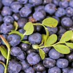 Ayı Üzümü Nedir? Ayı Üzümü Faydaları Nelerdir?