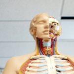 Hepatit Hastalığı, Yemek Borusu Varisi İçin Risk Taşıyor