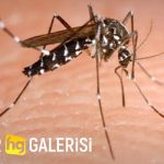 Sivrisinek Korona Virüs Taşır Mı? Bulaştırır Mı?