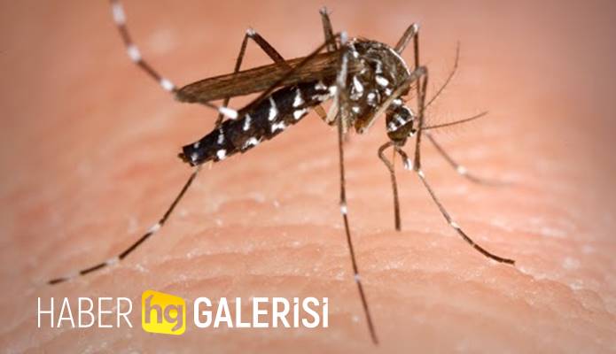 Sivrisinek Korona Virüs Taşır Mı? Bulaştırır Mı?