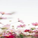 Nevruz Nedir? Nevruz Bayramı Niçin Kutlanır?