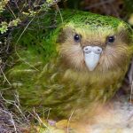 Kakapo nesli tehlike altında mı?