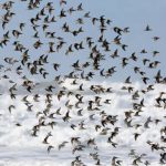 Kırlangıç Fırtınası Nedir? Ne Zaman Olur? Nasıl Yaşanır?