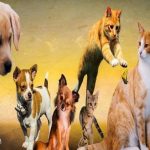 Rusya Tarafından Hayvanlar İçin İlk Korona Virüs Aşısı Onaylandı