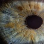 Tavuk Karası Hastalığı Nedir?