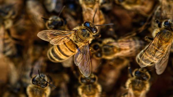 Arı Sokmaları Ölüme Neden Olabilir?