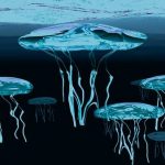 İstanbul Boğazında Denizanası İstilası