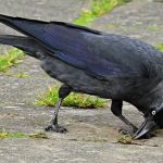 İstilacı Kargalar, Erzurum’da Ortaya Çıktı