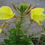 Ezan Çiçeği Nasıl Yaşar?