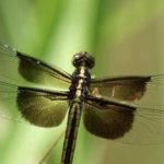 Yusufçuk Drone Tasarımlarına İlham Veriyor