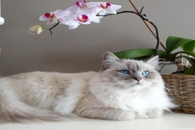 Orkide Çoğaltma ve Bakımı