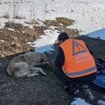 kecioren-belediyesi-veteriner-hekimleri-yaralari-sariyor.jpg