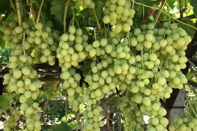 superior-seedless-cesidi-sofralik-uzumun-ihracat-yolculugu-basladi.jpg