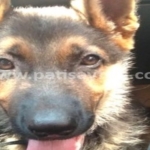 Alman Kurdu: Sadık Bir Dost, Güçlü Bir Koruma