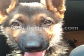 Alman Kurdu: Sadık Bir Dost, Güçlü Bir Koruma