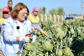 didim-belediye-baskani-hatice-gencay-didim-belediyesine-ait-tarlada-yetistirilen-enginarlarin-hasadina-katildi.jpg