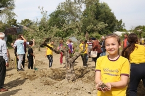 zeytin-agaclari-yeni-yerine-tasindi.jpg