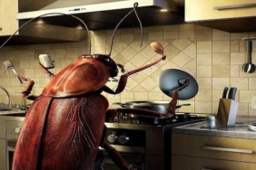 Evdeki Böceklere Çözüm Nasıl Bulunur? Huzurlu ve Sağlıklı Bir Yaşam İçin İpuçları