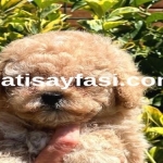 Evcil Hayvan Dünyasının Zarif Üyesi: Poodle ve Türevleri