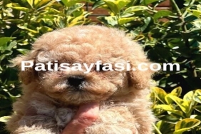 Evcil Hayvan Dünyasının Zarif Üyesi: Poodle ve Türevleri