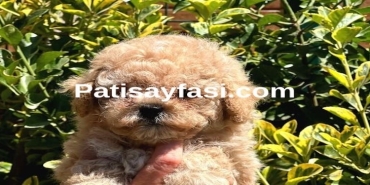 Evcil Hayvan Dünyasının Zarif Üyesi: Poodle ve Türevleri