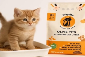 Kediniz ve dünya için devrim: Zeytin çekirdeğinden kedi kumu neden popüler?