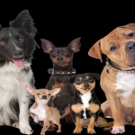 Detaylı Muayene ve Güncel Tedavi Uygulamaları Yapan Veteriner Kliniği