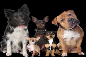 Detaylı Muayene ve Güncel Tedavi Uygulamaları Yapan Veteriner Kliniği