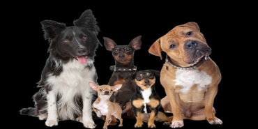 Detaylı Muayene ve Güncel Tedavi Uygulamaları Yapan Veteriner Kliniği